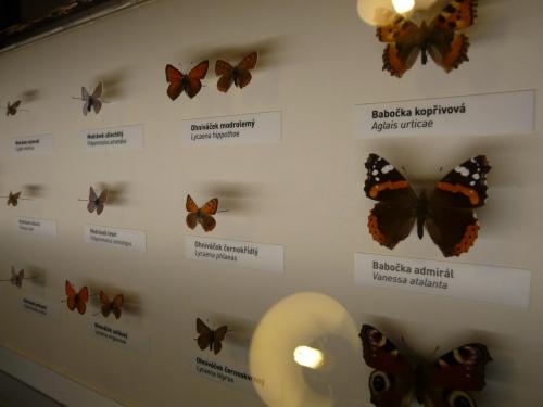 Noc v muzeu motýli