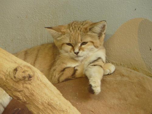 Zoo Jihlava Felis margarita