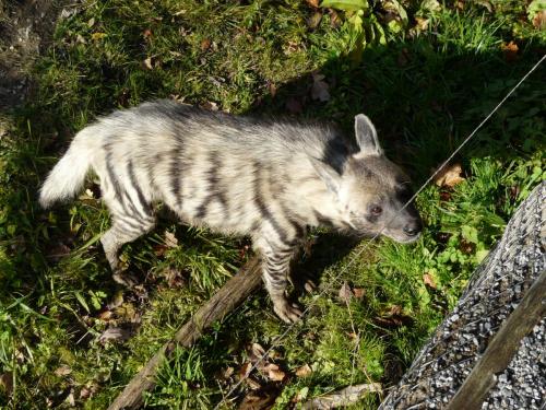 Zoo Jihlava Hyaena hyaena (1)