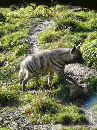 Zoo Jihlava Hyaena hyaena