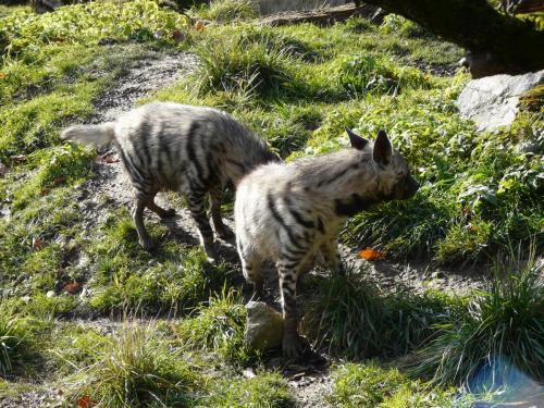 Zoo Jihlava Hyaena hyaena interakce