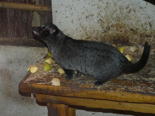 Zoo Jihlava Paradoxurus hermaphroditus