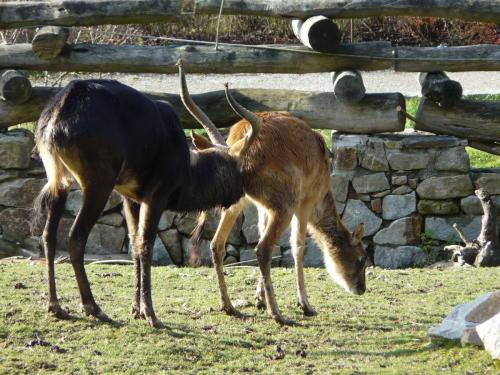 Zoo Jihlava Voduška abok inspekce fertility