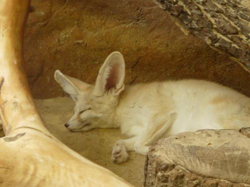 Zoo Jihlava Vulpes zerda