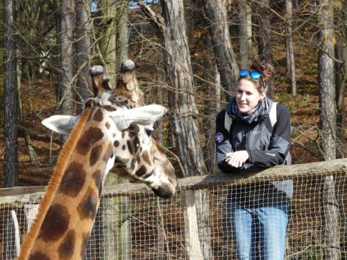 Zoo Jihlava žirafy