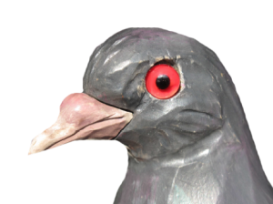 06 rozpoznavani predatora hlava holuba