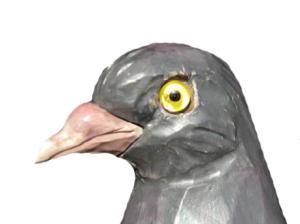 09 rozpoznavani predatora holub s krahujcim okem