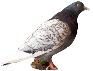 10 rozpoznavani predatora holub