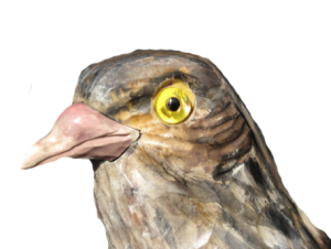 12 rozpoznavani predatora krahujci hlava s holubim zobákem