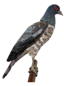15 rozpoznavani predatora krahujec s holubi hlavou